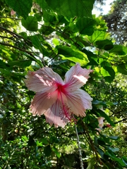 Hibiscus rosa-sinensis