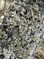 Nephroma tangeriense