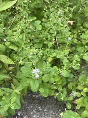 Trichostema nesophilum