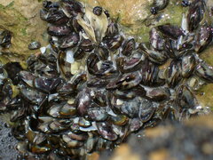 Mytilidae