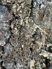 Nephroma tangeriense