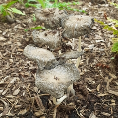Coprinopsis lagopus