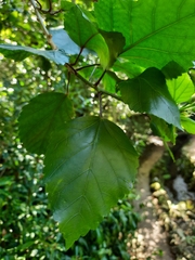 Hibiscus rosa-sinensis