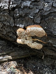 Spongiporus leucospongia