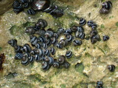 Echinolittorina placida