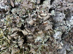 Nephroma tangeriense