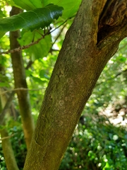 Hibiscus rosa-sinensis