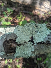 Flavoparmelia baltimorensis