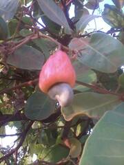 Anacardium occidentale