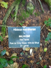 Hibiscus rosa-sinensis