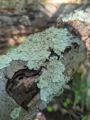 Flavoparmelia baltimorensis