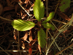 Rubus trivialis