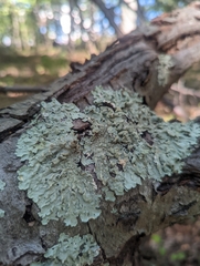 Flavoparmelia baltimorensis