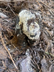 Pisolithus tinctorius