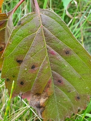 Phyllosticta parthenocissi