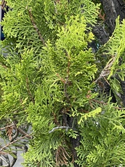 Pestalotiopsis funerea