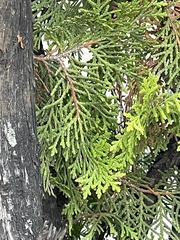 Pestalotiopsis funerea