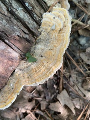 Trametes ochracea