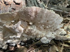 Trametes ochracea