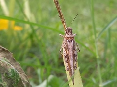 Acrotylus