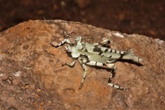 Lichenomorphus fuscifrons