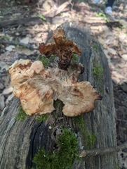 Bresadolia craterella