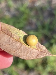 Belonocnema treatae
