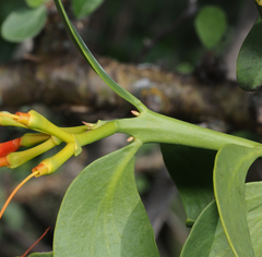 Psittacanthus schiedeanus