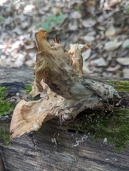 Bresadolia craterella