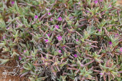 Carpobrotus modestus