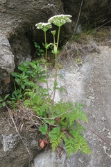 Conioselinum gmelinii