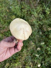 Suillus weaverae