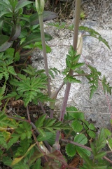 Conioselinum gmelinii