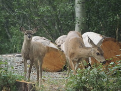 Odocoileus hemionus californicus