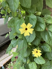 Thunbergia alata