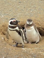 Spheniscus magellanicus