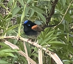 Malurus lamberti