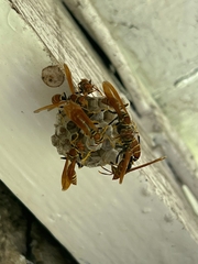Polistes crinitus