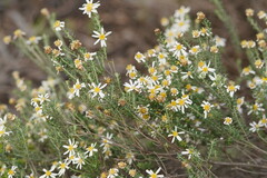 Olearia pimeleoides