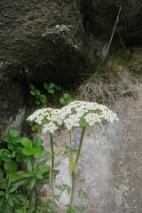 Conioselinum gmelinii