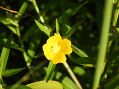 Ludwigia octovalvis