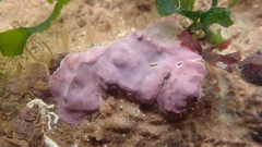 Lithophyllum incrustans