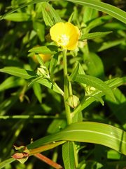 Ludwigia octovalvis