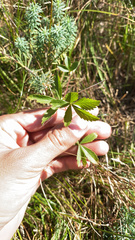 Potentilla simplex
