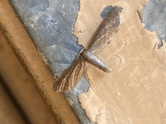 Euacidalia brownsvillea
