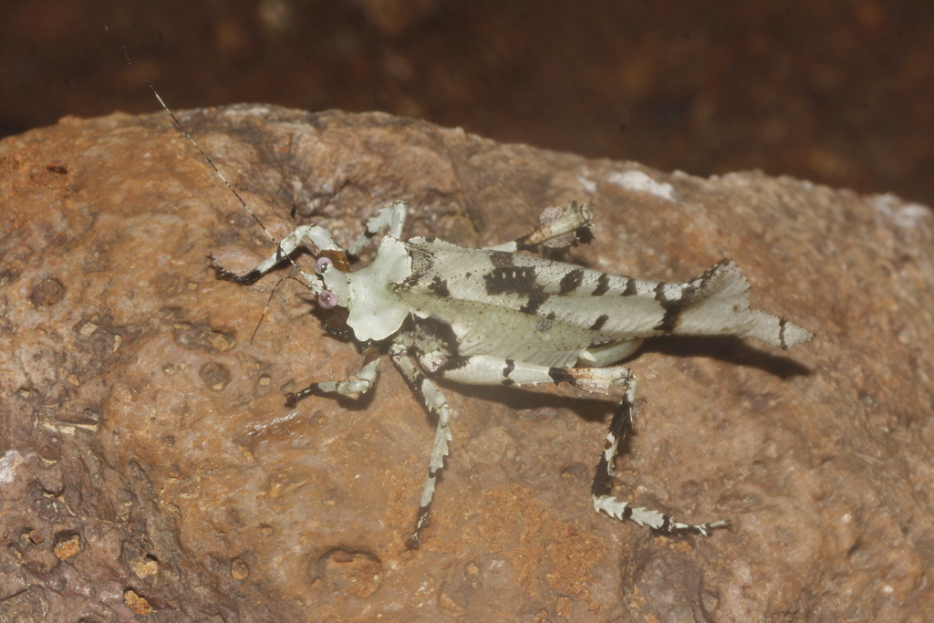 Lichenomorphus fuscifrons