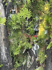 Pestalotiopsis funerea