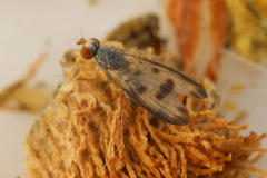 Palloptera umbellatarum