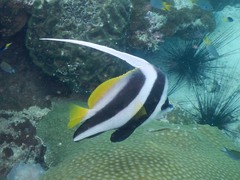 Heniochus acuminatus