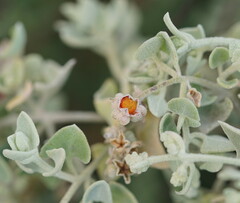 Chenopodium curvispicatum